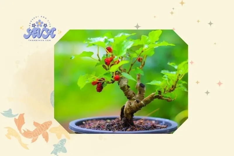 Cách trồng cây dâu tằm đúng phong thủy