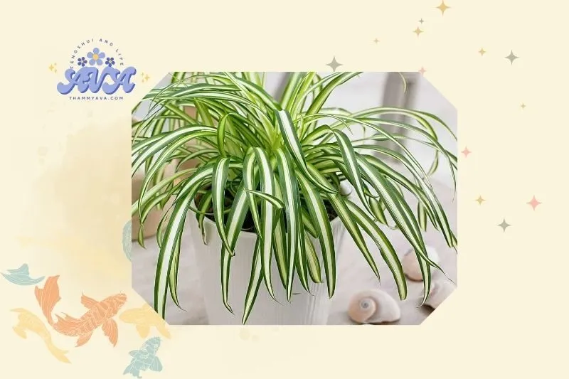 Cách trồng và chăm sóc cây dây nhện đúng cách