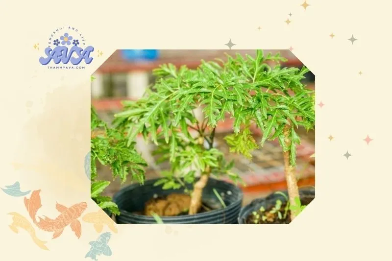 Cách trồng cây đinh lăng phong thủy đúng cách