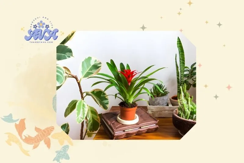 Cây dứa cảnh nến phong thủy