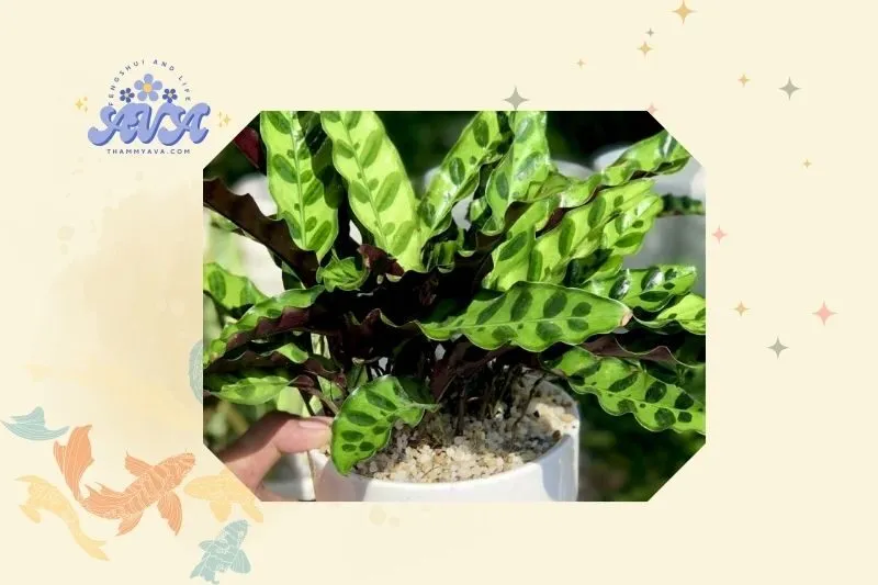 Cách trồng và chăm sóc cây Đuôi Công