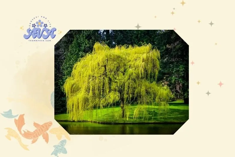 Cách trồng và chăm sóc cây dương liễu