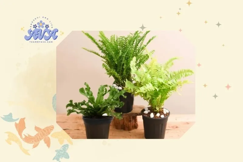 Cách trồng và chăm sóc cây dương xỉ phong thủy