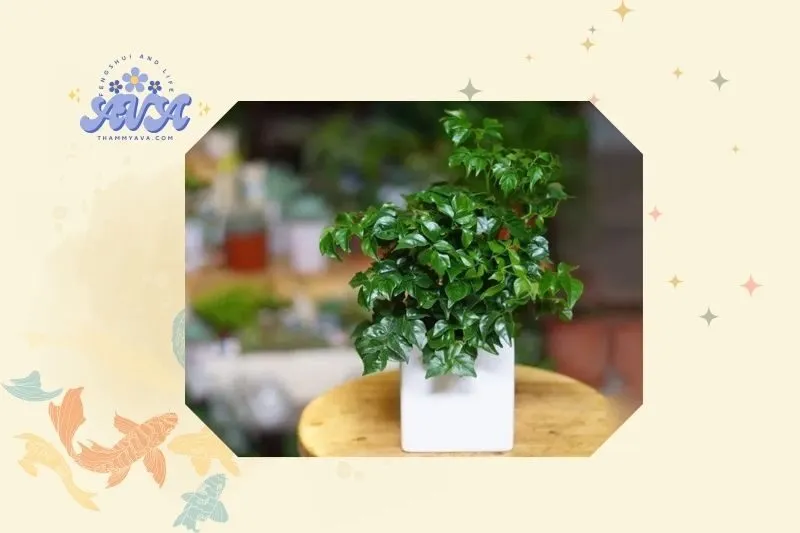 Cách trồng cây hạnh phúc phong thủy đúng cách