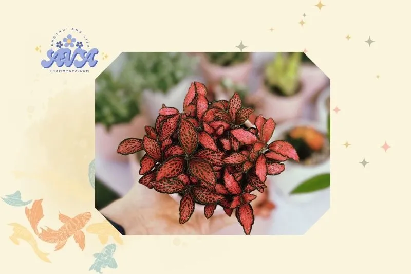 Hướng dẫn trồng cây hoa cẩm nhung đỏ tại nhà