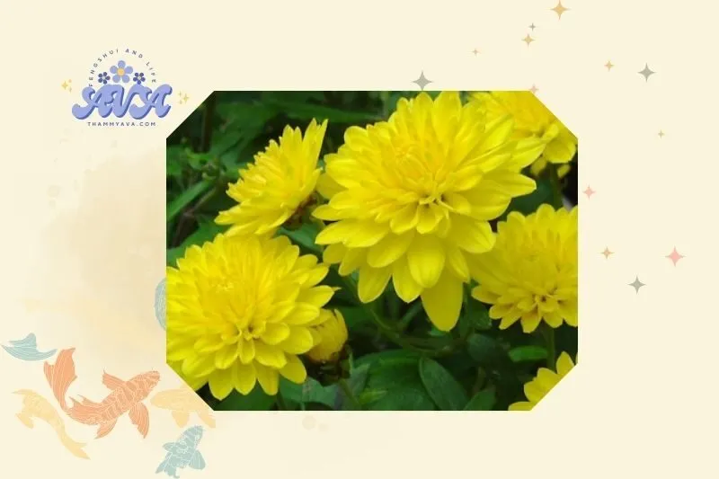 Cách Trồng và Chăm Sóc Cây Hoa Cúc