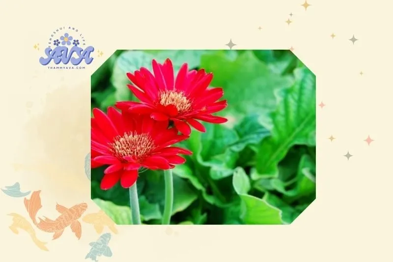 Cách Trồng Và Chăm Sóc Cây Hoa Đồng Tiền