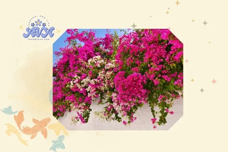 Cách trồng và chăm sóc cây hoa giấy đúng cách