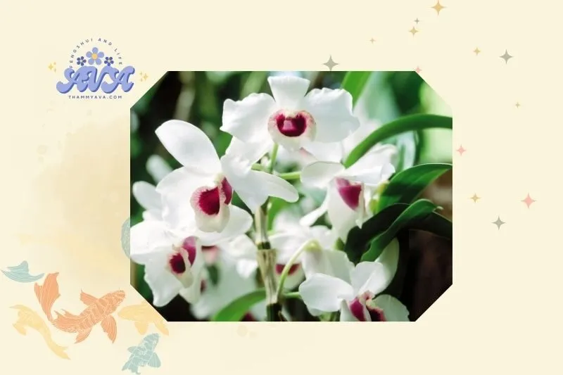 Cách trồng và chăm sóc cây hoa lan phong thuỷ