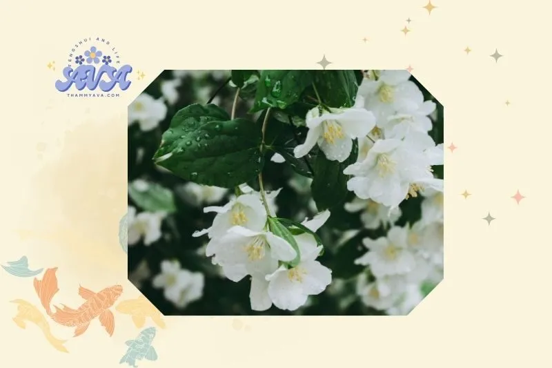 Cách trồng cây hoa nhài để phù hợp phong thủy