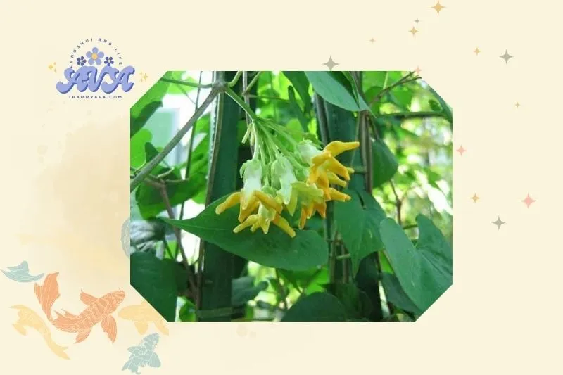 Cách trồng và chăm sóc cây hoa thiên lý