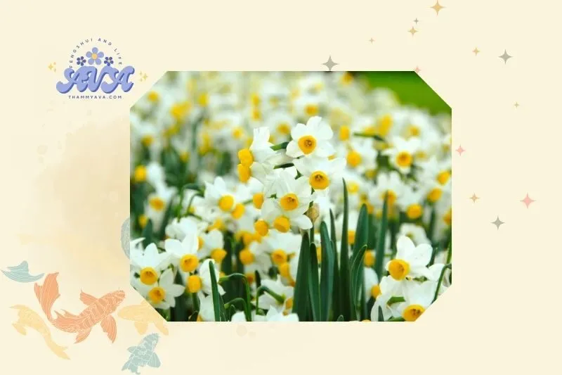Cách trồng cây hoa thủy tiên phong thủy tại nhà
