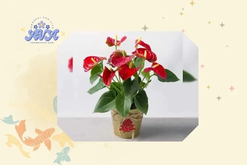 Cách Trồng và Chăm Sóc Cây Hồng Môn