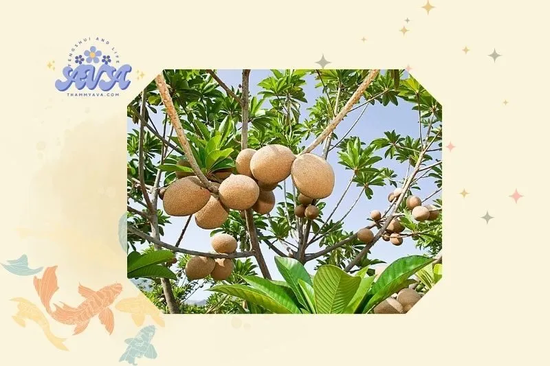 Hướng dẫn cách trồng và chăm sóc cây hồng xiêm