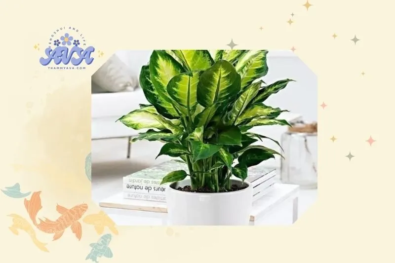 Hướng dẫn cách trồng và chăm sóc cây huy hoàng