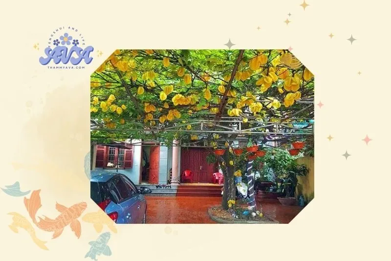 Cách trồng và chăm sóc cây khế