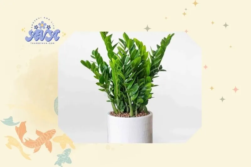 Cách trồng và chăm sóc cây kim tiền