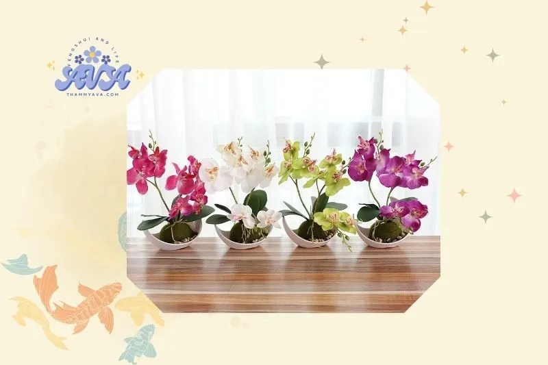 Hướng dẫn trồng và chăm sóc cây lan hồ điệp