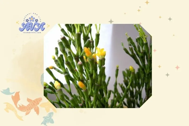 Cách trồng và chăm sóc cây lộc nhung