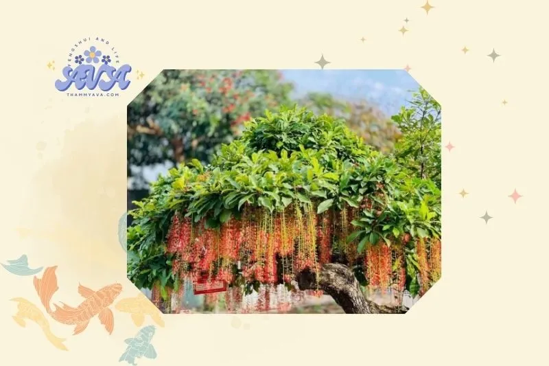 Cách trồng và chăm sóc cây lộc vừng