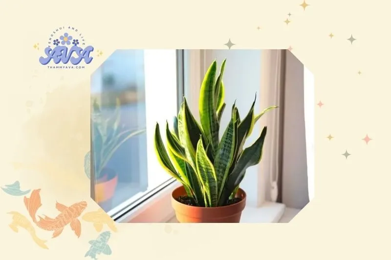 Cách trồng và chăm sóc cây lưỡi hổ đúng cách