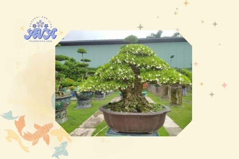 Cách trồng cây mai chiếu thủy đúng kỹ thuật