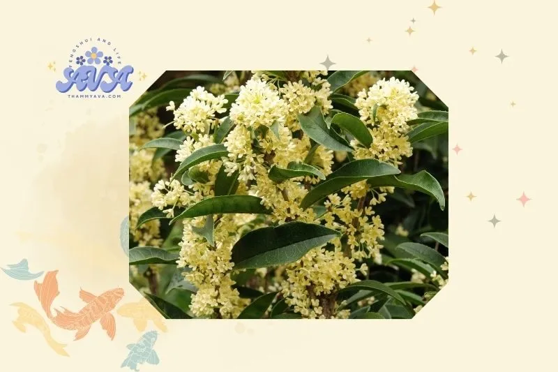 Cây mộc hương phong thủy