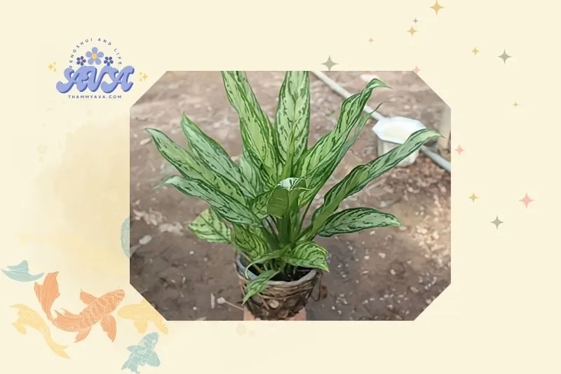 Hướng dẫn trồng cây Ngân Hậu tại nhà
