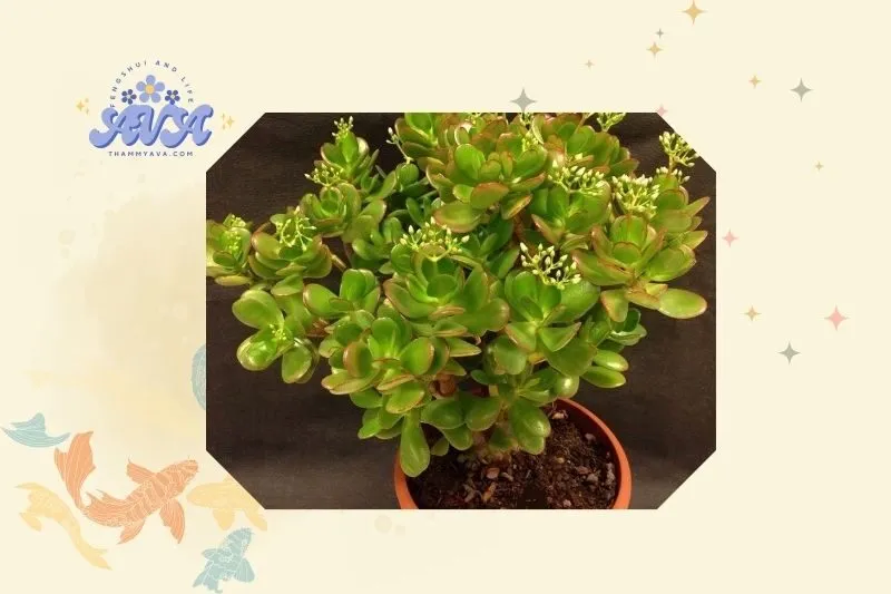 Cách trồng và chăm sóc cây ngọc bích đúng cách