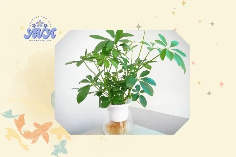 Cách trồng và chăm sóc cây ngũ gia bì