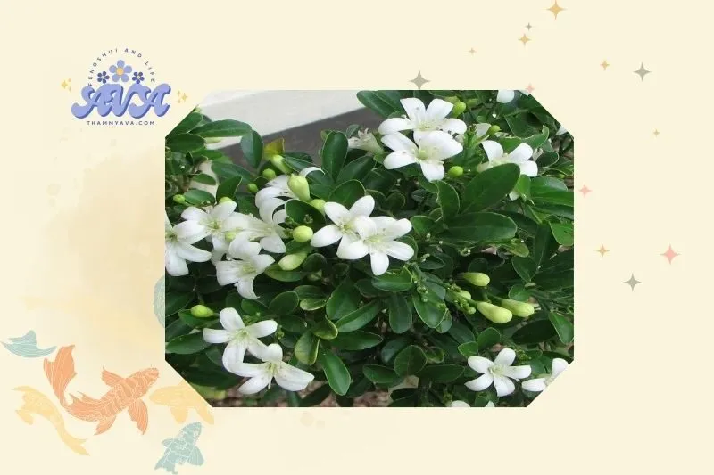 Cách trồng và chăm sóc cây nguyệt quế để luôn khỏe mạnh