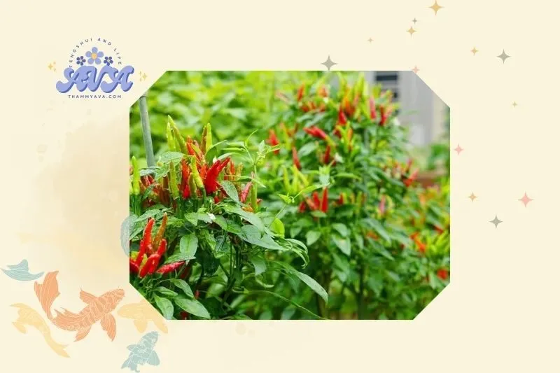 Cách trồng và chăm sóc cây ớt phong thủy đúng cách