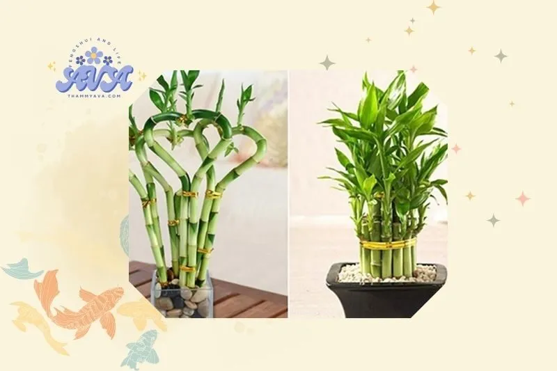 Cách trồng cây Phất Dụ