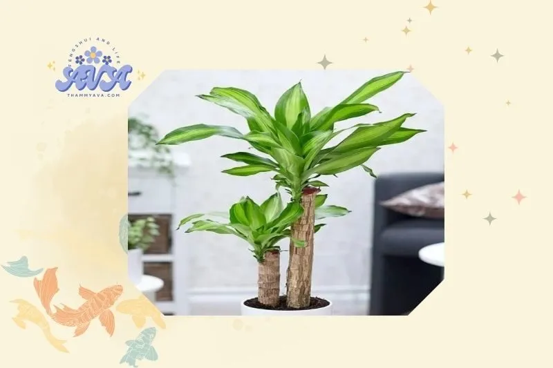 Hướng dẫn cách trồng và chăm sóc cây phát tài