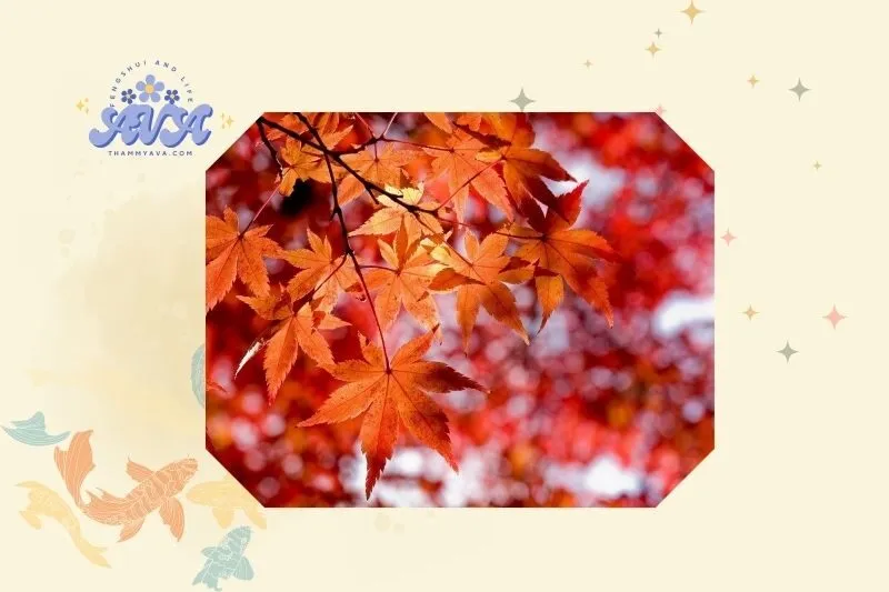 Cây phong lá đỏ phong thủy