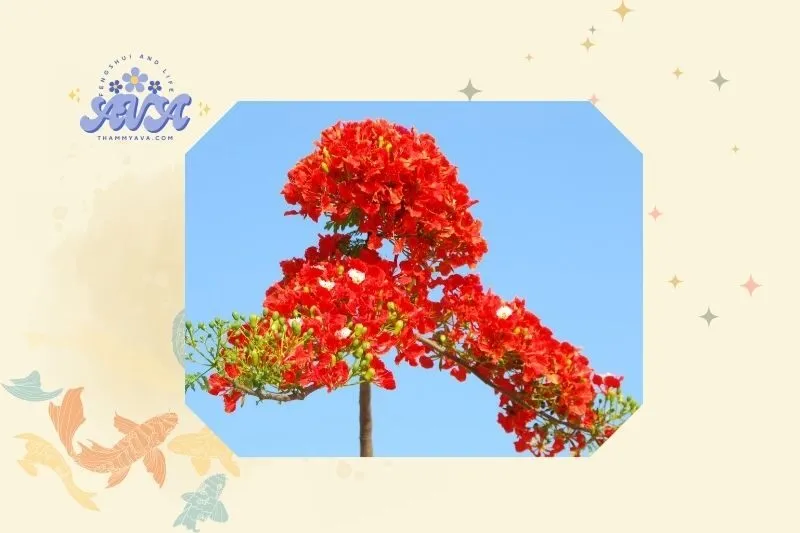 Hướng dẫn trồng và chăm sóc cây phượng vĩ bonsai