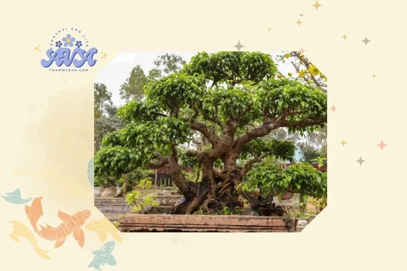 Cách trồng và chăm sóc cây sanh phong thủy