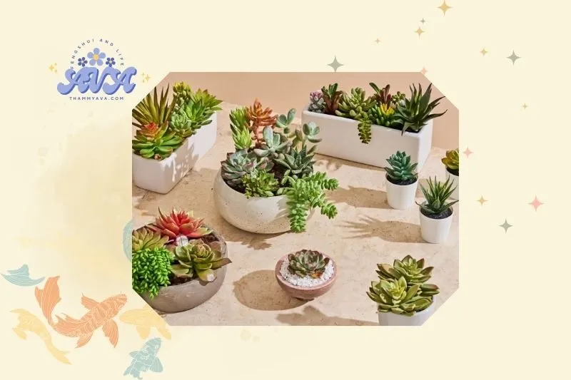 Hướng dẫn cách trồng và chăm sóc cây sen đá