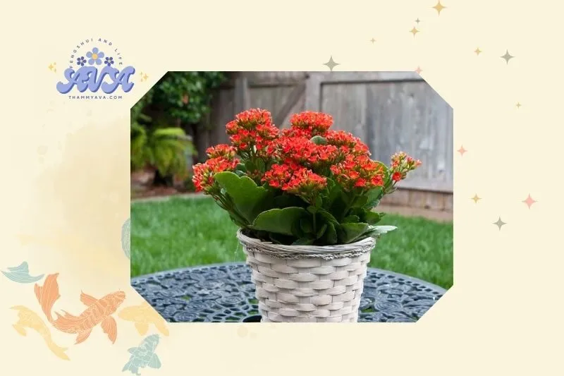 Cách trồng cây sống đời đơn giản tại nhà