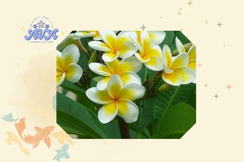 Hướng dẫn cách trồng và chăm sóc cây sứ đại