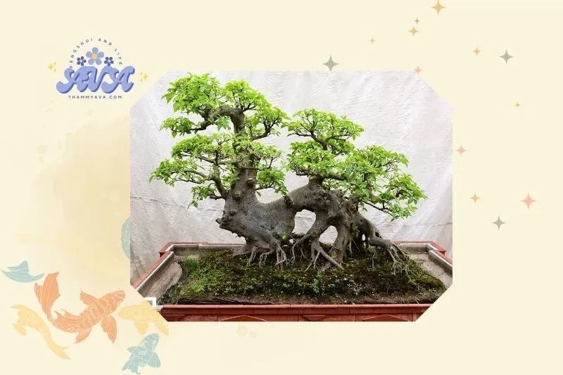 Cách trồng và chăm sóc cây sung hiệu quả