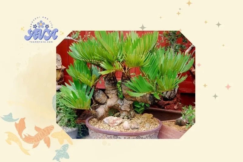 Hướng dẫn cách trồng và chăm sóc cây thiên tuế