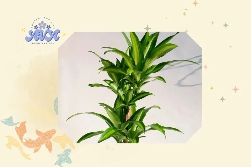 Hướng dẫn trồng và chăm sóc cây thiết mộc lan đúng cách