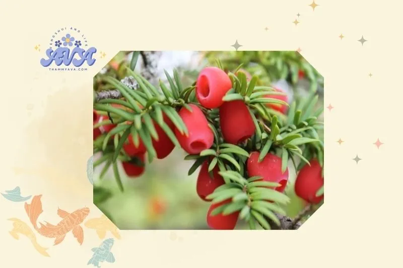 Kỹ thuật trồng và chăm sóc cây thông đỏ