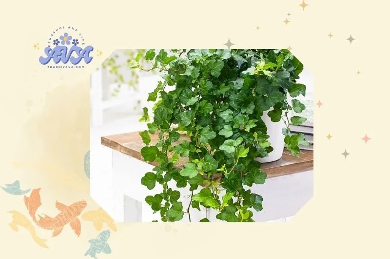 Cách Trồng Và Chăm Sóc Cây Thường Xuân Đúng Cách