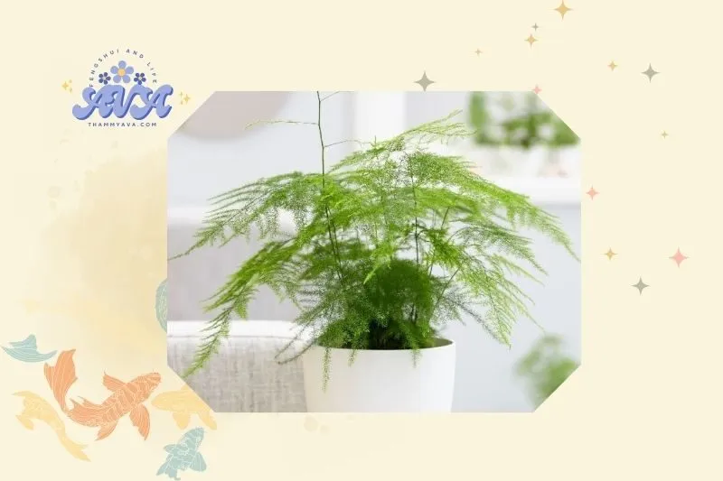 Hướng dẫn trồng cây thủy tùng tại nhà