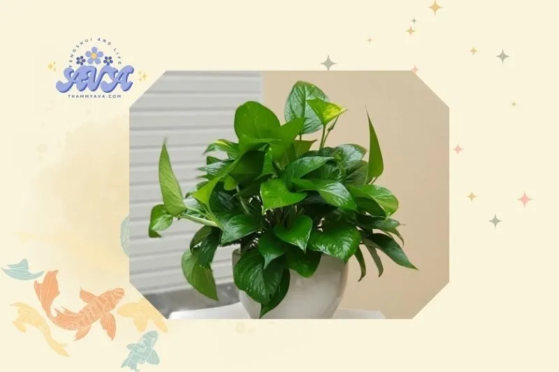 Hướng dẫn trồng và chăm sóc cây trầu bà phong thủy