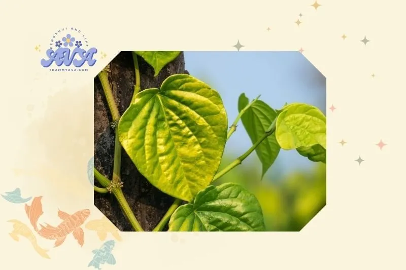 Cách Trồng và Chăm Sóc Cây Trầu Không Để Phát Huy Tối Đa Tác Dụng Phong Thủy