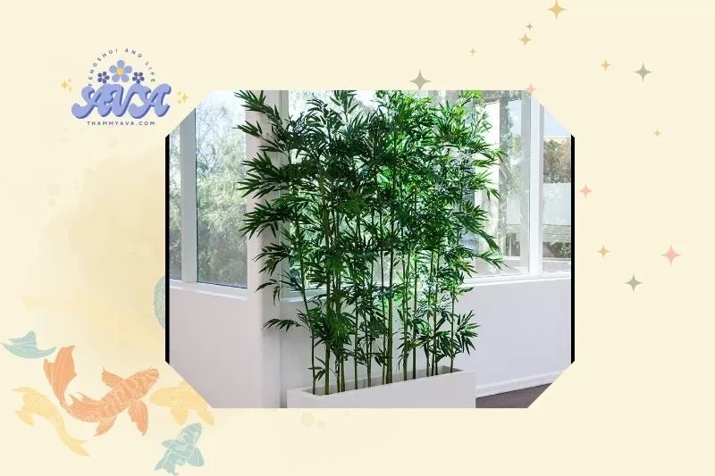 Cách trồng và chăm sóc cây tre phong thủy