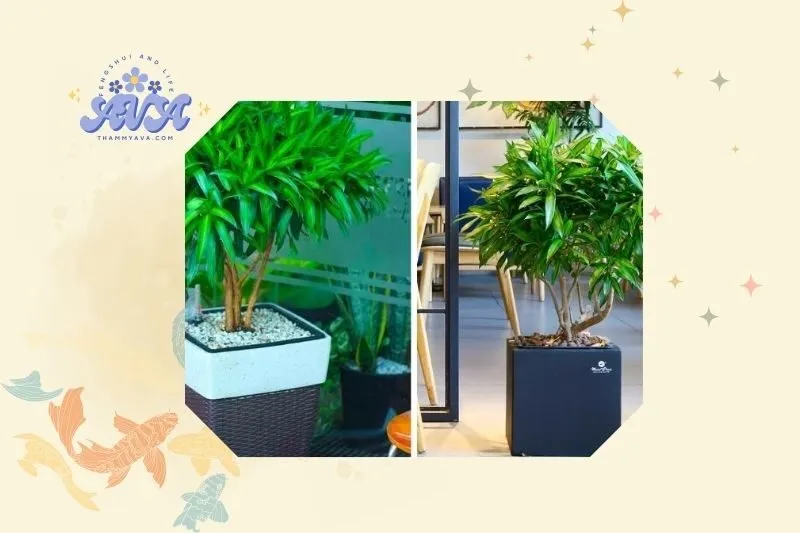 Hướng dẫn trồng và chăm sóc cây trúc bách hợp tại nhà